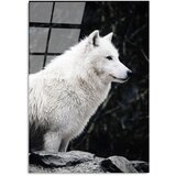 Wallity Steklena slika 70x100 cm White Wolf – Wallity Cene