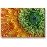  Slike na platnu cveće (moderne slike na platnu) | ePonuda.com