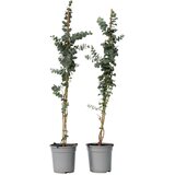 Plant in a Box evkalipt - 2 kos - eucalyptus cinerea 'silver dollar' - višina 100-110cm - ⌀19cm, (21757567) | Shoptok.si