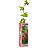 Maline, kupine