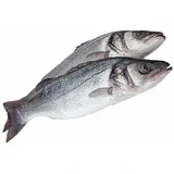 Morske ribe