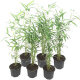 Plant in a Box bambus - 6 kos - fargesia papyrifera 'blue dragon' - višina 30-40cm - ⌀13cm, (21757657) Cene