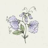 Jora Dahl Dišeči grahor Lathyrus Odoratus "spring sunshine light blue" | Shoptok.si