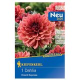 KIEPENKERL Profi-Line Dalija Orient Express (Dahlia x Hybrida, Narančasto-crvena) | shoptok.hr