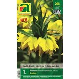  Cesarski tulipan rumen čebulica | Shoptok.si