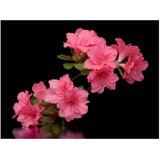  Tapeta - Azalea in Black 350x270 | shoptok.hr