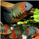 Akvarijum Centar severum rotkeil | ePonuda.com