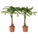 Plant in a Box vodna pahira - 2 kos - pachira aquatica - višina 60-70cm - ⌀17cm, (21757874) Cene