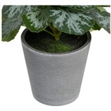 Ixia Umjetna biljka (visina 21,5 cm) Saxifraga – | shoptok.hr