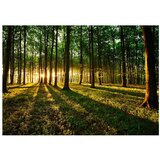  Samoljepljiva foto tapeta - Spring: Morning in the Forest 245x175 | shoptok.hr