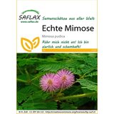 Saflax Prava mimoza Cene