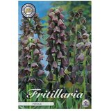  Cvjetne lukovice Fritillaria Persica (Crvena, Botanički opis: Fritillaria) | shoptok.hr