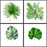 knor Plakati v kompletu 4 kos 30x30 cm Monstera Cene