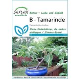 Saflax Bonsai - Tamarinda Cene