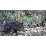 OXE Lovska kamera WiFi Hunter RD3019 in kovinska škatla + 32GB SD kartica, 8 baterij in stojalo! | Shoptok.si
