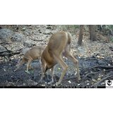 OXE Kamera za lov WiFi Hunter RD3019 i klasični dvogled FOMEI 7-21x40 ZCF Zoom + 32GB SD kartica, 8 baterija i tronožac! | shoptok.hr