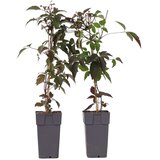 Plant in a Box srobot - 2 kos - clematis montana 'fragrant spring' - višina 60-70cm - ⌀15cm, (21757299) Cene