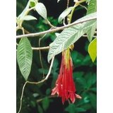 TROPICA Bolivijska fuksija Cene