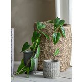 Bloomingville Umetna rastlina (višina 117 cm) Anthurium – | Shoptok.si