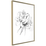  Poster - Sketch of Lillies 30x45 Cijene