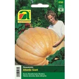 Velika buča "Atlantic Giant"