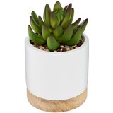 Atmosphera Dekorativna biljka u saksiji h12 (164284) | ePonuda.com