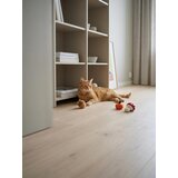 Sinsay Igračke za mačku s jesenskim motivom 3 pack | shoptok.hr