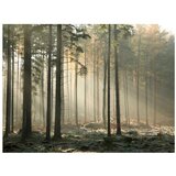  Tapeta - Foggy November morning 200x154 | shoptok.hr