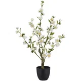 Veja S Češnjevimi Cvetovi Kirschblüte I -Paz-