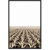  Slika - Corn Field (1 Part) Vertical 60x90 U crnom drvenom okviru | shoptok.hr