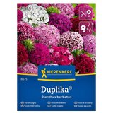 KIEPENKERL Mešana cvetlična semena Turški nagelj Duplika (Dianthus barbatus, Večbarvna) Cene