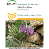  Močvirski tulipan - 1 pkt. Cene
