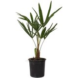 Plant in a Box visoka žumara - 4 kos - trachycarpus fortunei - višina 35-45cm - ⌀15cm, (21757539) Cene
