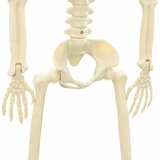 Halloween Skelet 2 pcs Bijelo 85 cm PVC | Eponuda.com