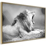  Poster - Yawning Lion 90x60 | shoptok.hr