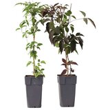 Plant in a Box srobot - 2 kos - clematis grandiflora, fragrant spring - višina 60-70cm - ⌀15cm, (21757764) | Shoptok.si