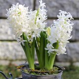 Royal De Ree hyacinthus carnegie 3/1 Cene