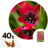 Plant in a Box Tulipani čebulice - 40 kos - Tulipa 'Little Beauty' - Cvetne čebulice - Rdeča, (21755680) | Shoptok.si