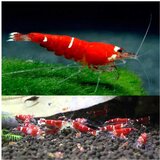 Akvarijum Centar Red crystal shrimp | ePonuda.com