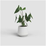 Artevasi Keramičen cvetlični lonec ø 20 cm Aurora – | Shoptok.si