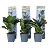 Plant in a Box hortenzija - 3 kos - hydrangea macrophylla &#039;nizza&#039; - vi&scaron;ina 25-40cm - ⌀9cm, (21757655) cene