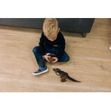 Free 2 Play Tiranozaver Rex na daljinsko upravljanje, s paro, z zvočnimi in svetlobnimi efekti | Shoptok.si
