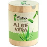 Feel Green Pflanzy "Aloe vera"
