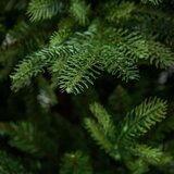  Novogodišnja jelka Swiss Premium 210cm KFB 141 | Eponuda.com