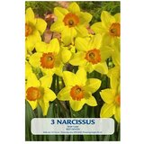  Cvjetne lukovice Narcisa Red Devon (Žuta, Botanički opis: Narcissus) | shoptok.hr