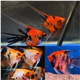 Akvarijum Centar Red devil angelfish Cene