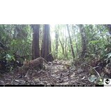 OXE Lovska kamera WiFi Hunter RD3019 in klasični daljnogled FOMEI 7-21x40 ZCF Zoom + 32GB SD kartica, 8 baterij in stojalo! | Shoptok.si