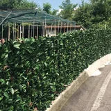 Veštačka fotinija rolna 1,5x3m