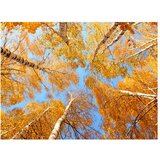  Tapeta - Autumnal treetops 300x231 | shoptok.hr