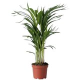 Plant in a Box Palma areka - Dypsis lutescens - Višina 60-70cm - ⌀17cm, (21758323) Cene